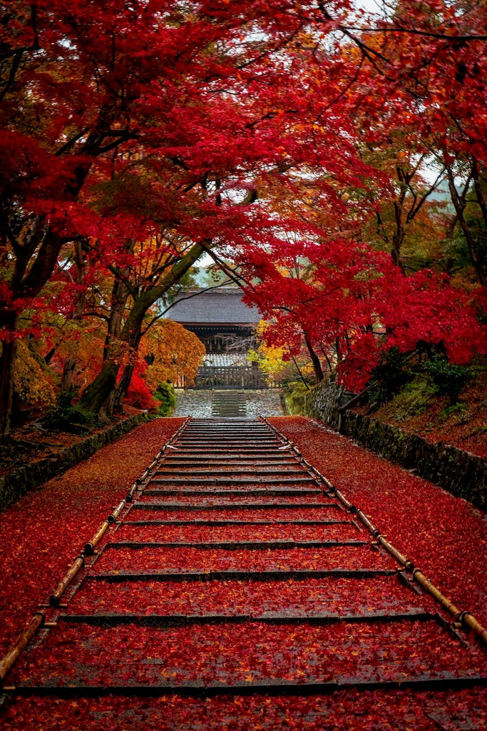 紅葉と落ち葉絨毯