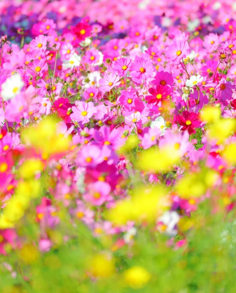 幸せなコスモス畑