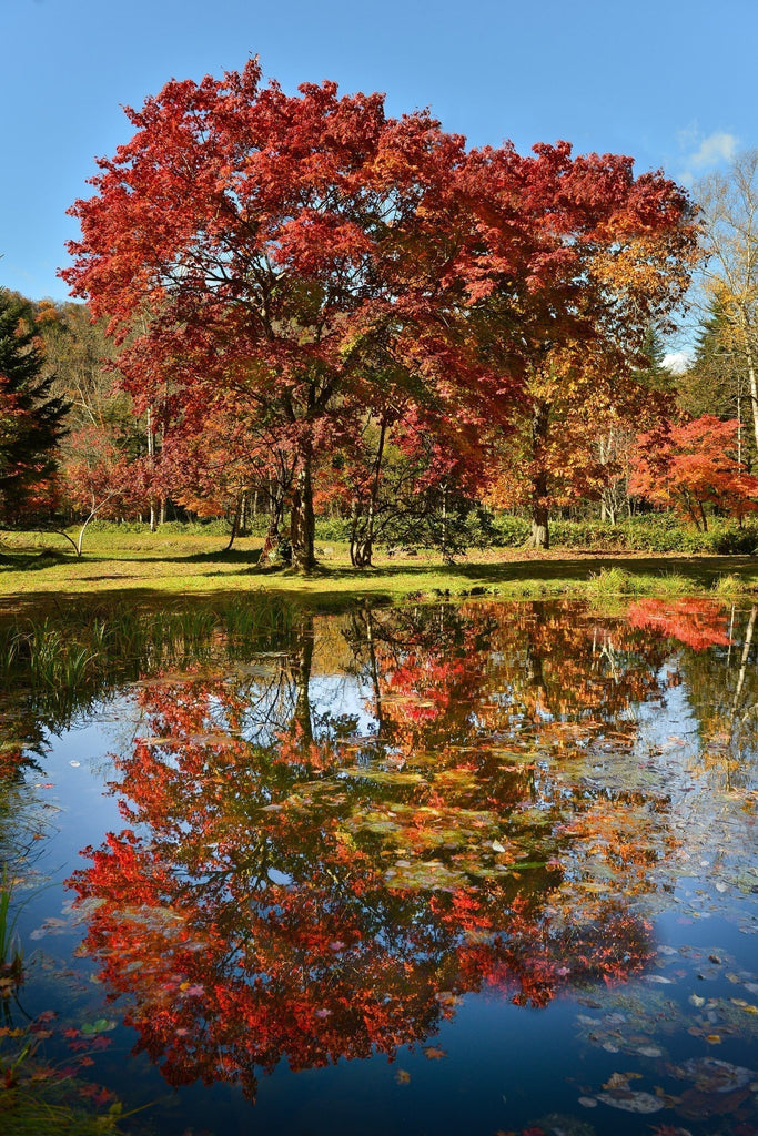 紅葉の水鏡