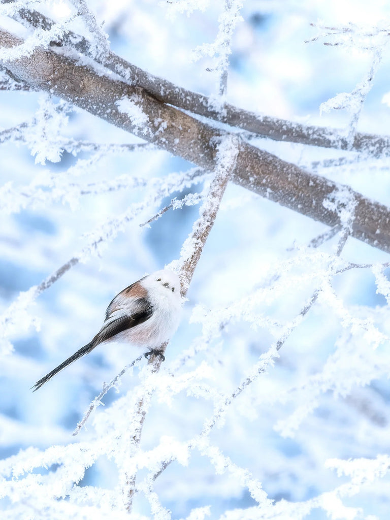 樹氷の森