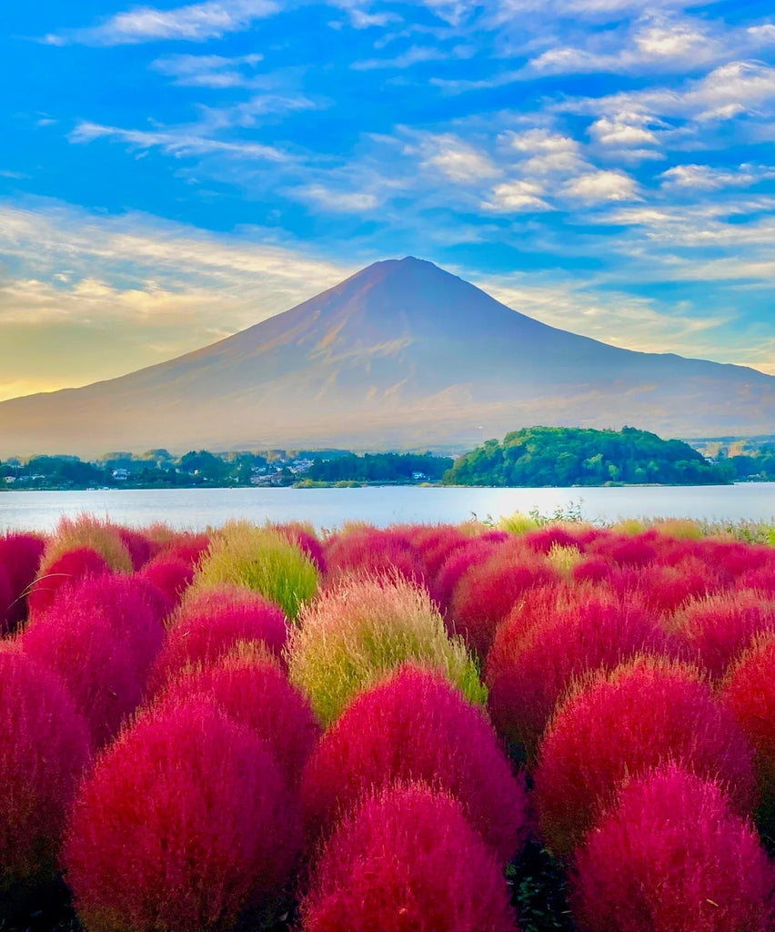 富士山と赤いコキア