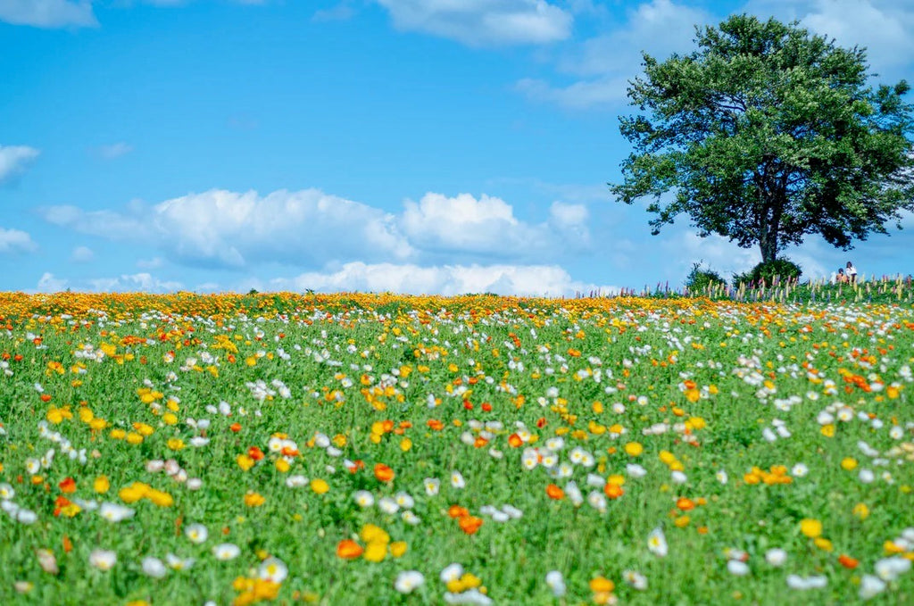 高原の花畑