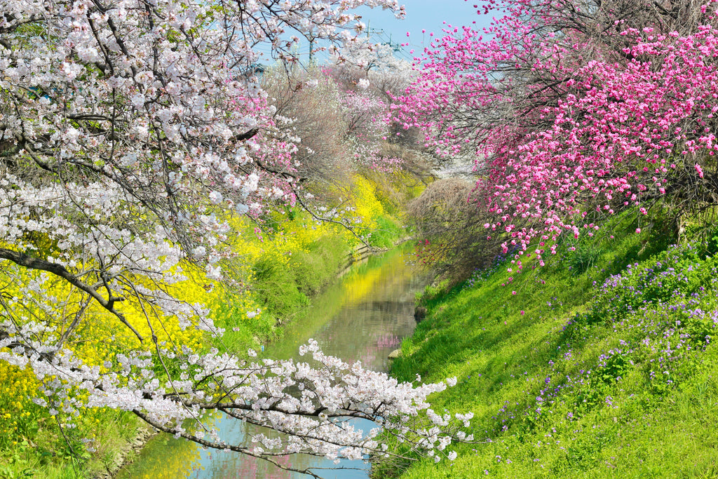 桜、菜の花、川。
