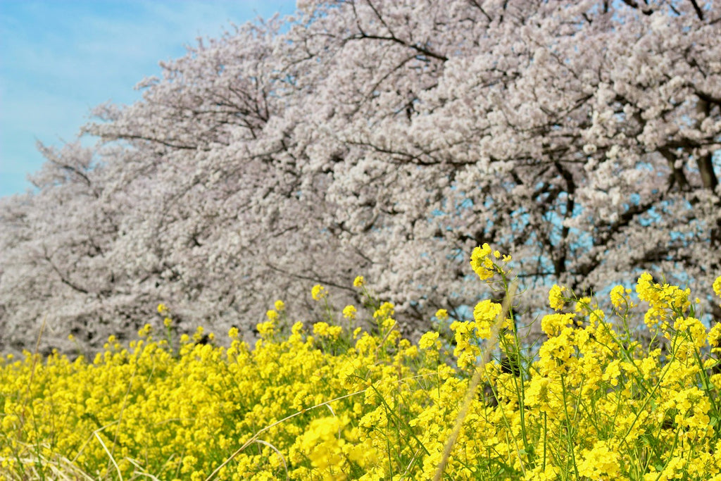 桜と菜の花