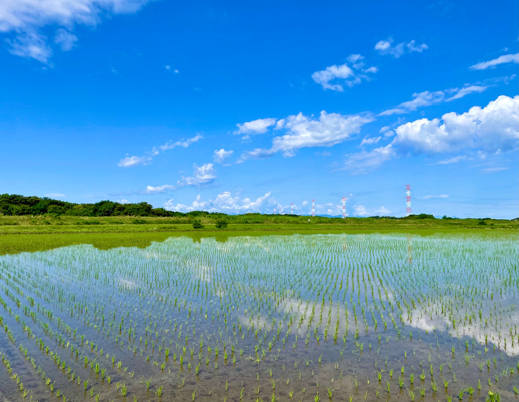 梅雨の中休み、ふと見上げたら・・・。