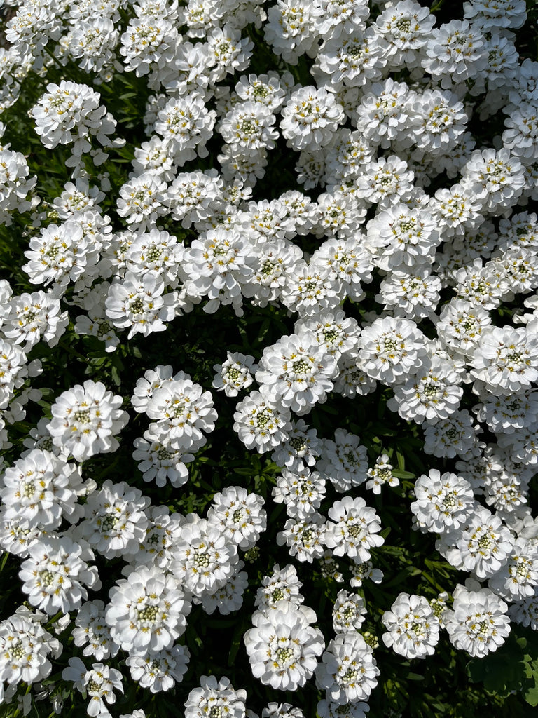 イベリスの花