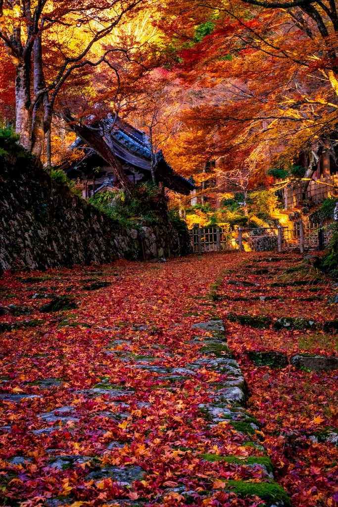 晩秋の百済寺