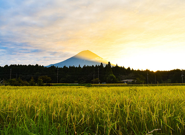 実りの秋と富士山